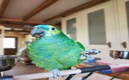 Parrots birds for sale: Jessie - Image 16