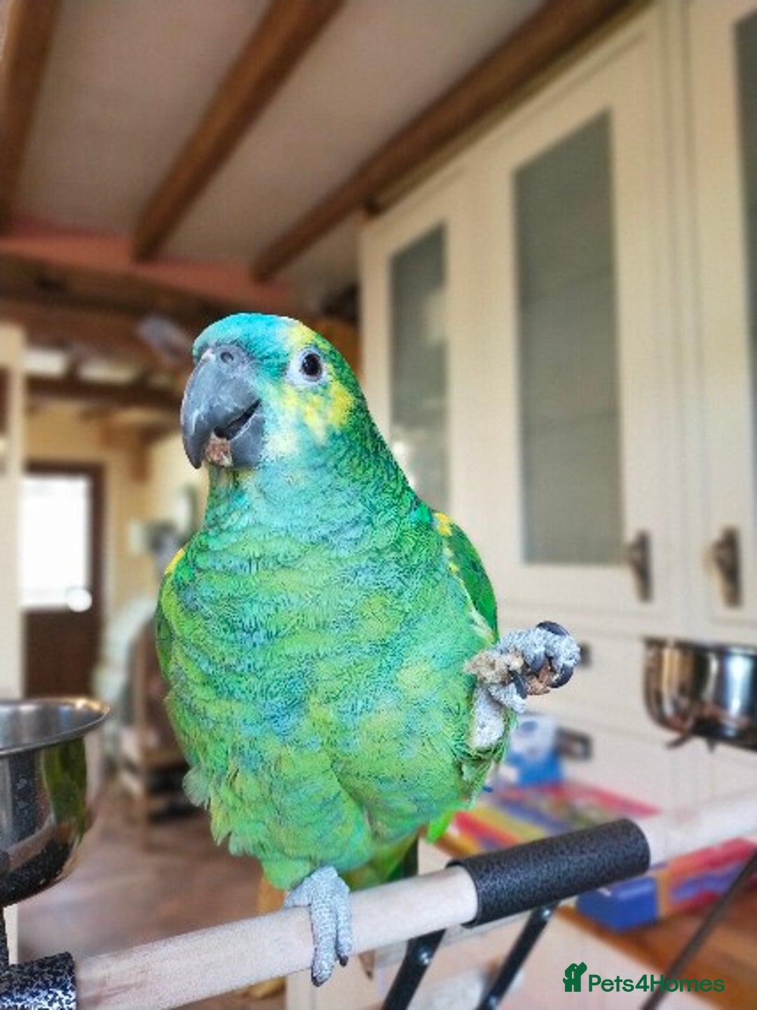 Parrots birds for sale: Jessie - Image 16