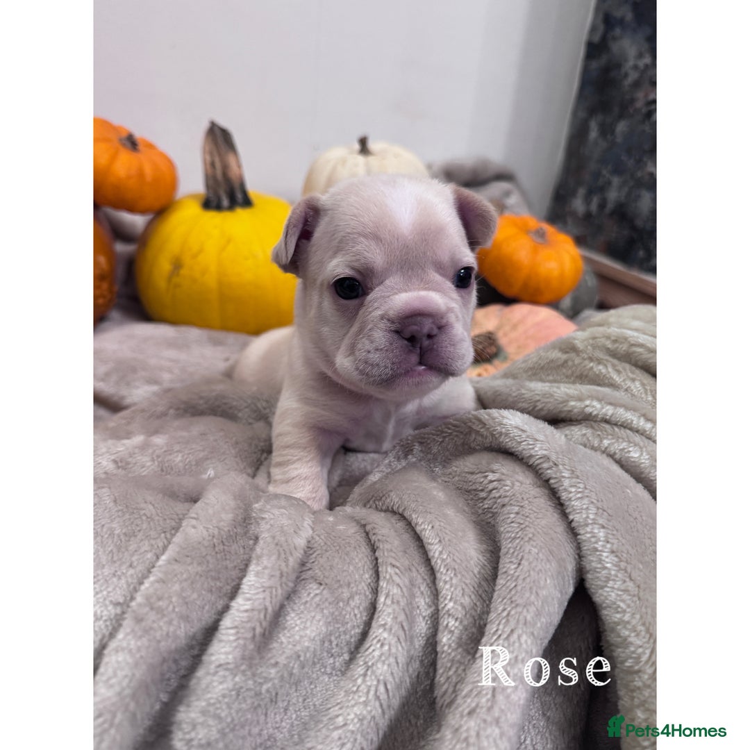French Bulldog dogs for sale: Last 2 girls left! KC registered French Bulldogs - Advert 15