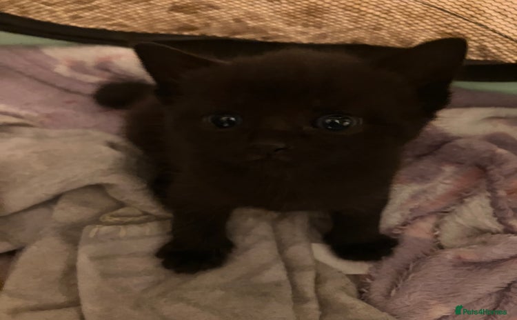 Mixed Breed cats - Advert 4