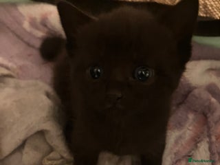 Mixed Breed cats - Advert 30