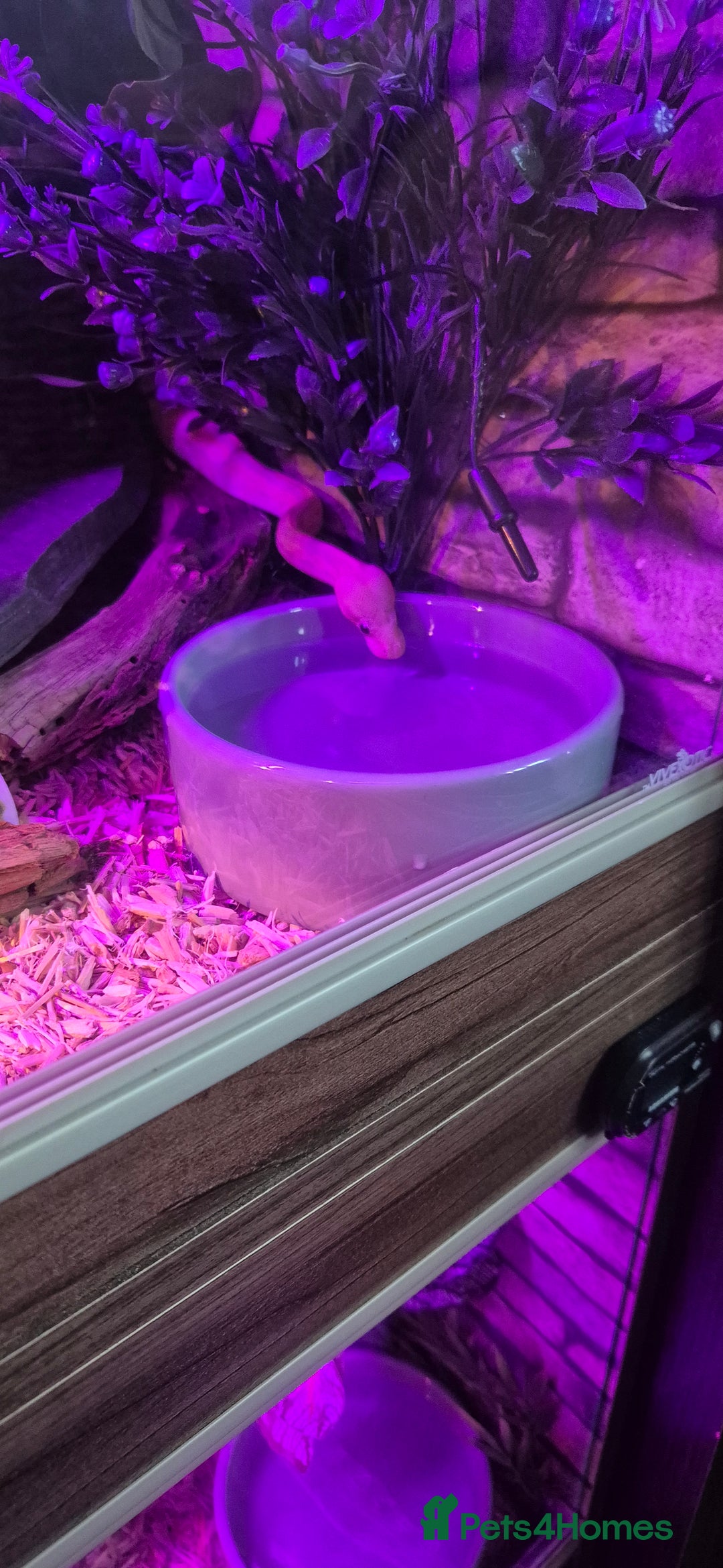 Python Snake reptiles for sale: Banana pastle royal python male and full set up - Image 9