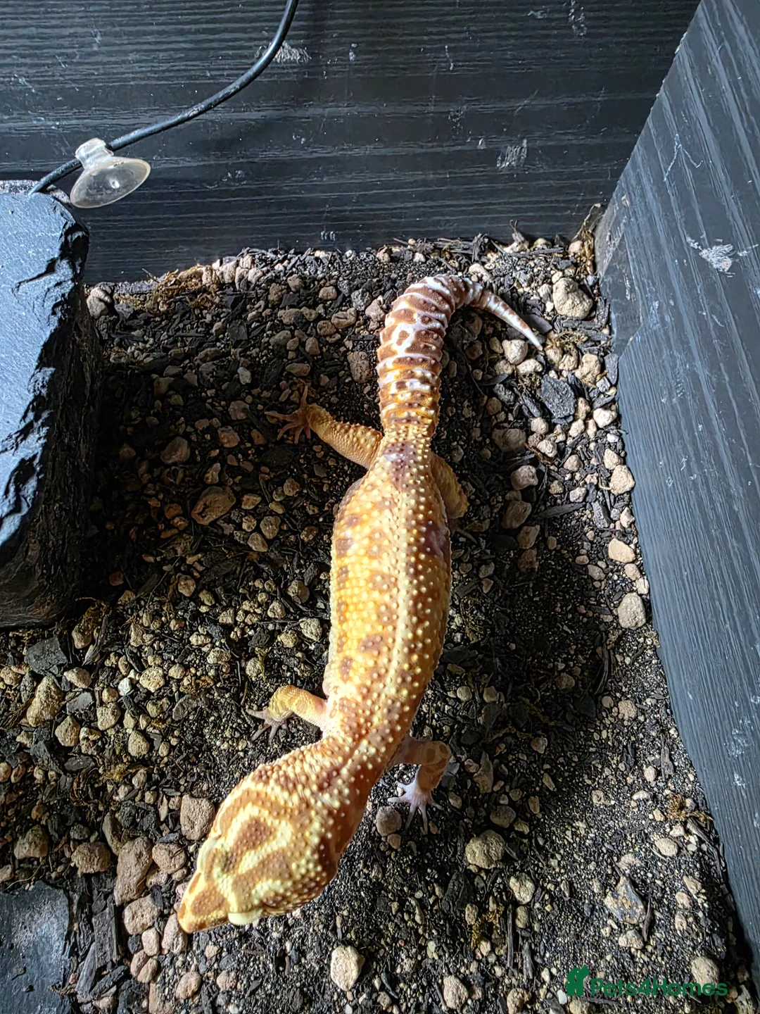 Leopard Gecko reptiles for sale: Leopard gecko and enclosure  - Advert 4