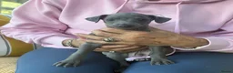 Italian Greyhound dogs for sale: Adorable and fun Italian Greyhound pups for sale. - Advert 9