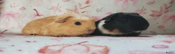 Guinea Pig rodents for sale: Baby cornet girls ready now as of the 28th April  - Advert 5