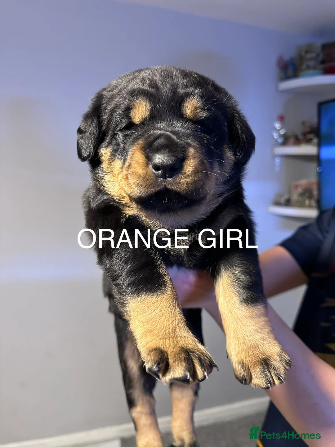 Rottweiler dogs for sale: ONLY ONE BOY LEFT - Advert 2