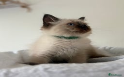 Ragdoll cats for sale: Chunky and fluffy pure ragdolls  in Gateshead - Image 21