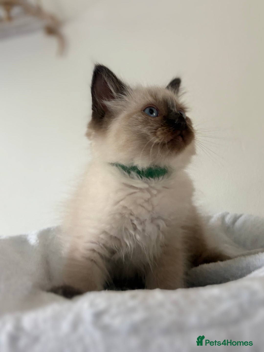 Ragdoll cats for sale: Chunky and fluffy pure ragdolls  in Gateshead - Image 21
