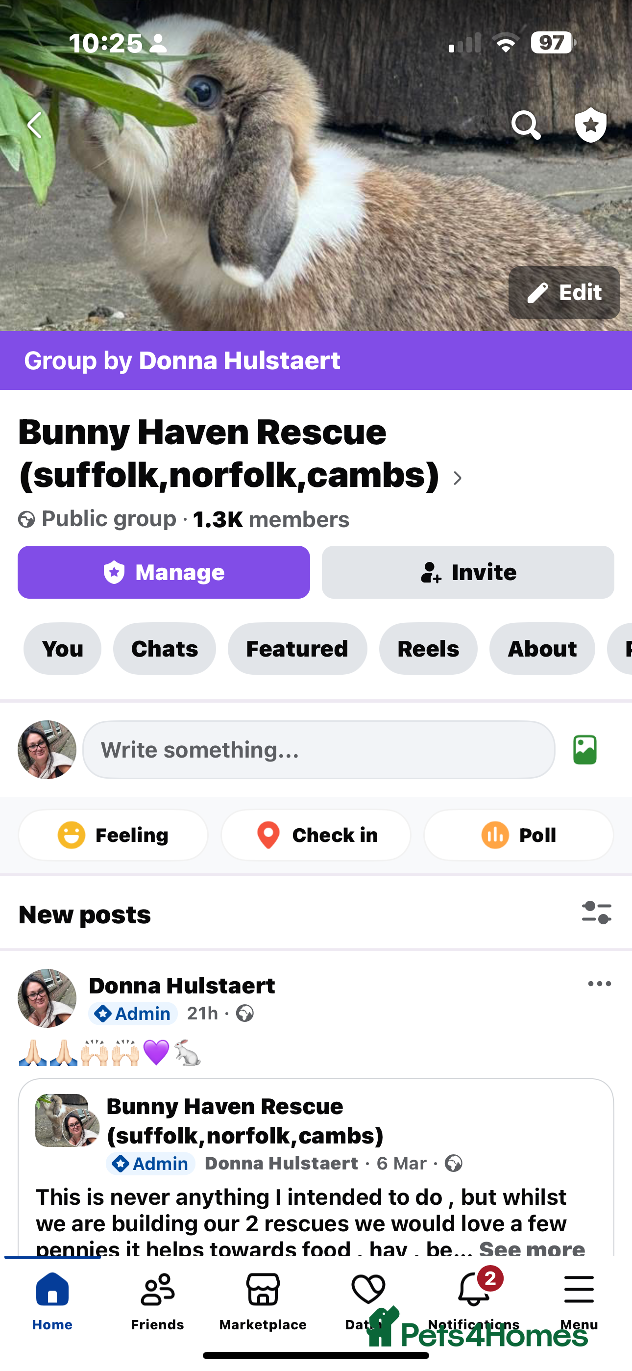 English rabbits Rabbits for rehoming  - Advert 5