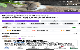 English rabbits for sale: Rabbits for rehoming  - Image 6