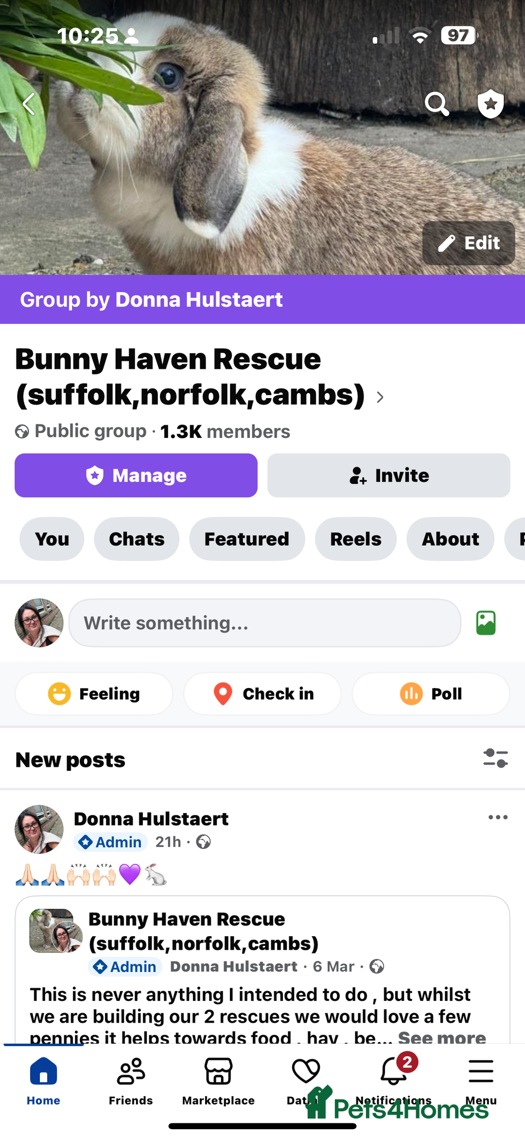 English rabbits for sale: Rabbits for rehoming  - Image 6