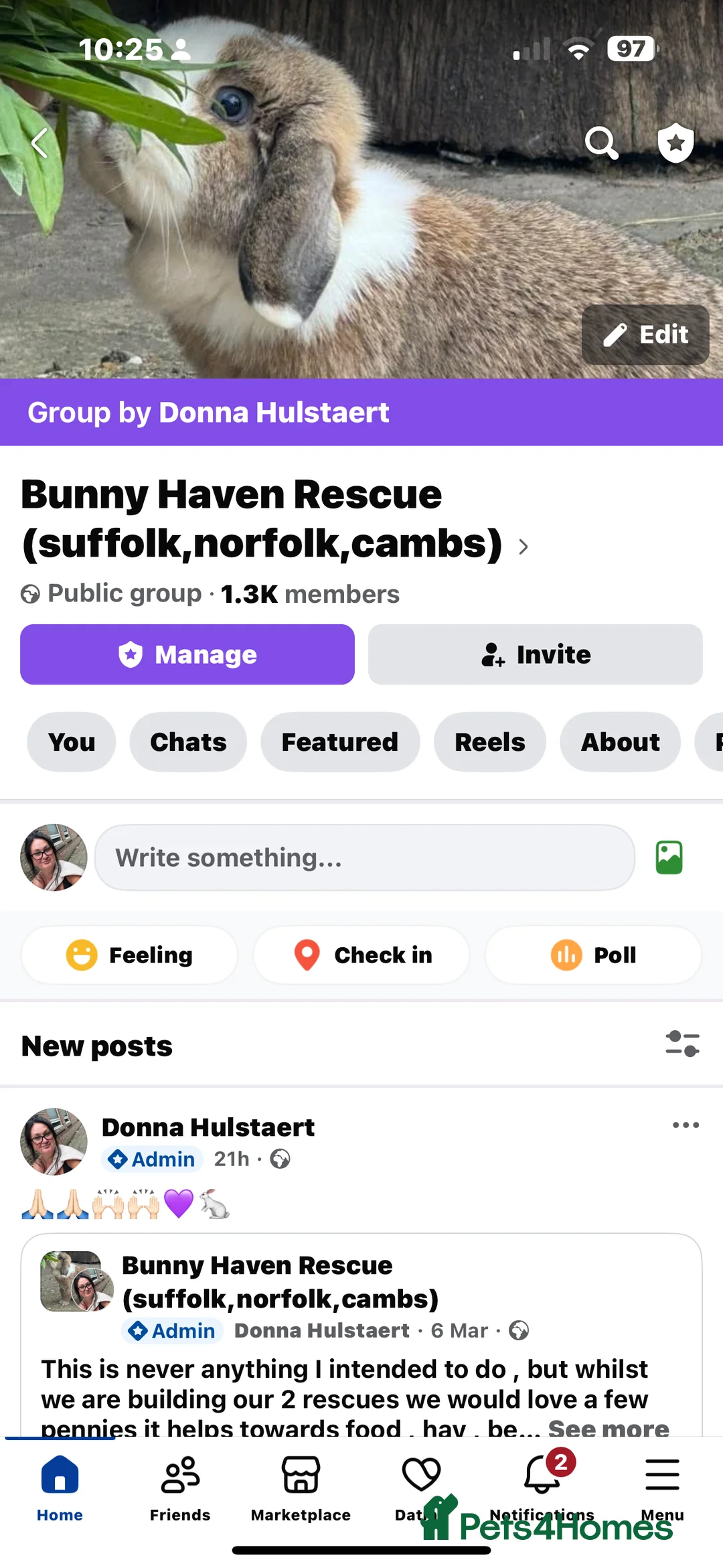 English rabbits for sale: Rabbits for rehoming  - Advert 1