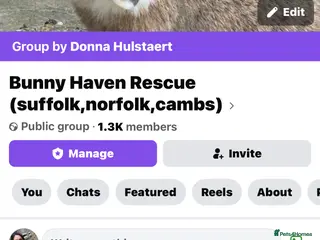 English rabbits Rabbits for rehoming - Advert 1