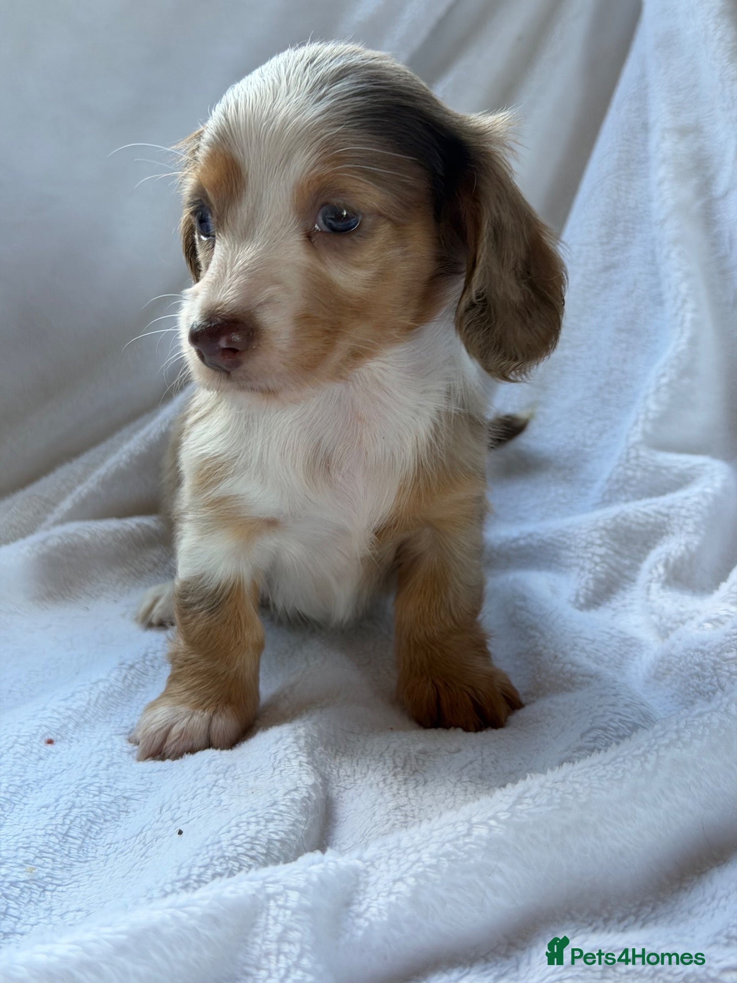 Miniature Dachshund dogs 2 beautiful dapple girls  - Advert 16