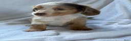 Miniature Dachshund dogs for sale: 2 beautiful dapple girls  - Advert 9