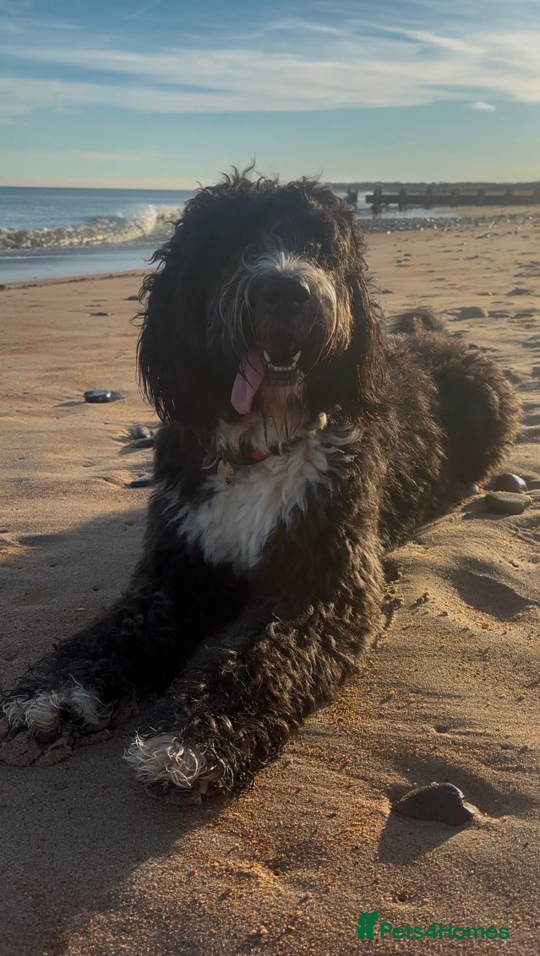 Bernedoodle dogs for sale: Expecting Litter End Feb 2026 - Newcastle  - Advert 7