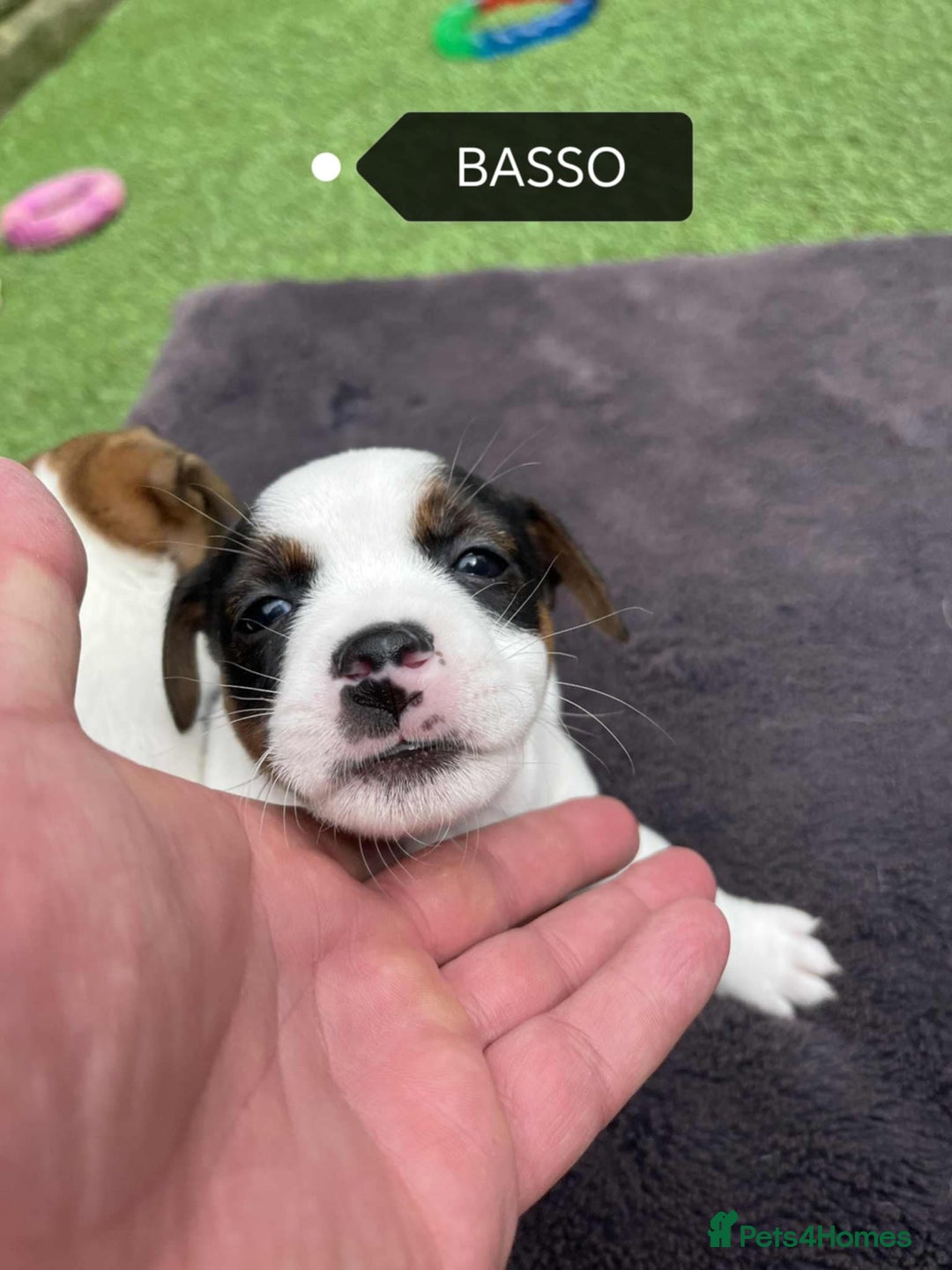 Jack Russell dogs for sale: Jack Russell puppies,Parents reg.Kennel club, - Image 8