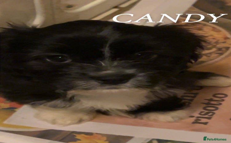 Cava Tzu dogs Gorgeous F1 Cava Ztu puppies - Advert 10