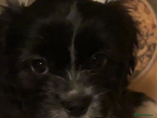 Cava Tzu dogs Gorgeous F1 Cava Ztu puppies - Advert 13