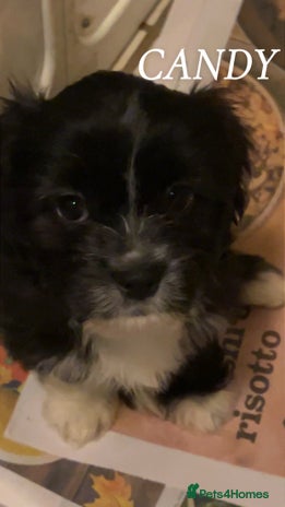 Cava Tzu dogs Gorgeous F1 Cava Ztu puppies - Advert 10