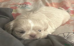 Shih Tzu dogs for sale: Lavender White Imperial Shih Tzu Puppies - Image 36