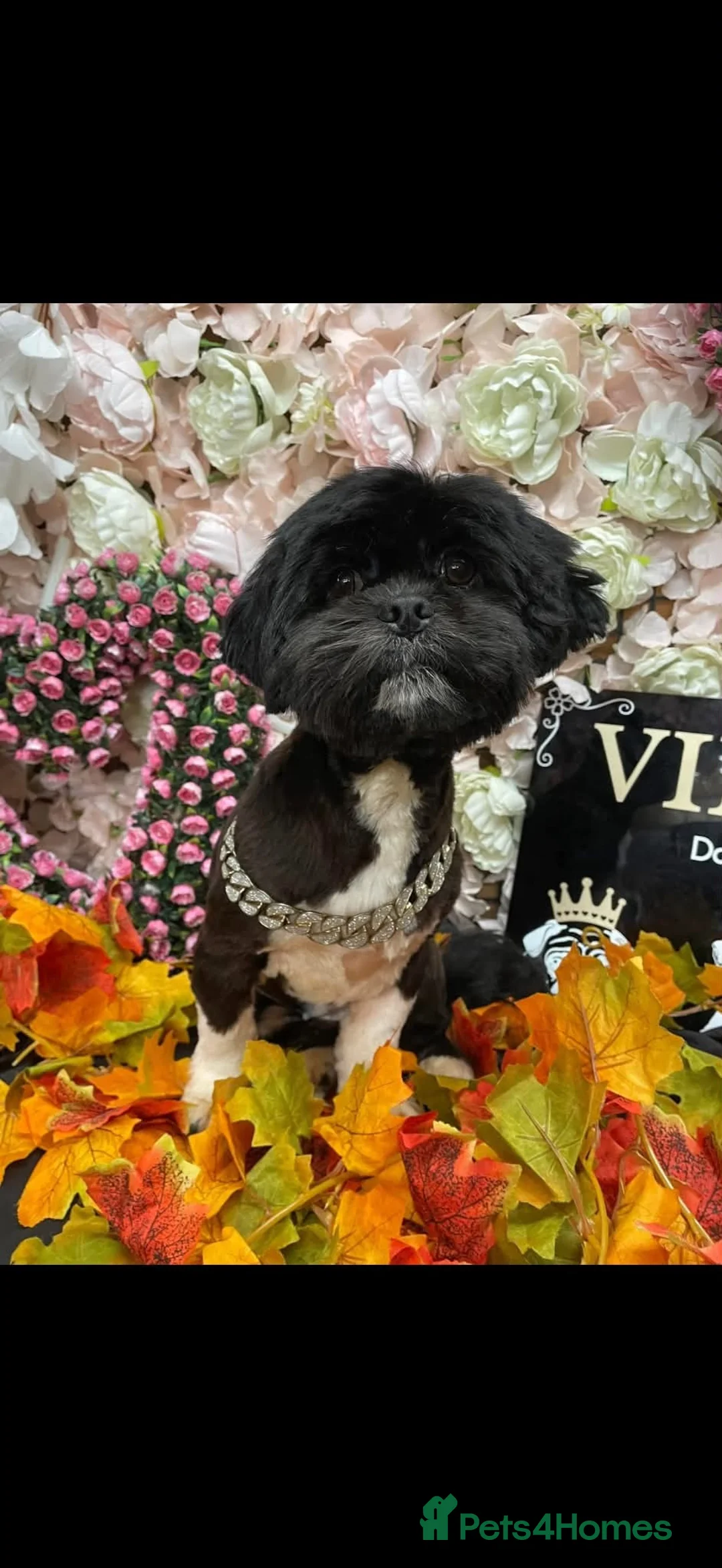 Lhasa Apso dogs for sale: Lhasa apso puppies  - Advert 20