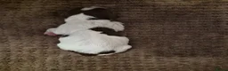 English Springer Spaniel dogs for sale: KC registered English Springer Spaniels - Advert 28