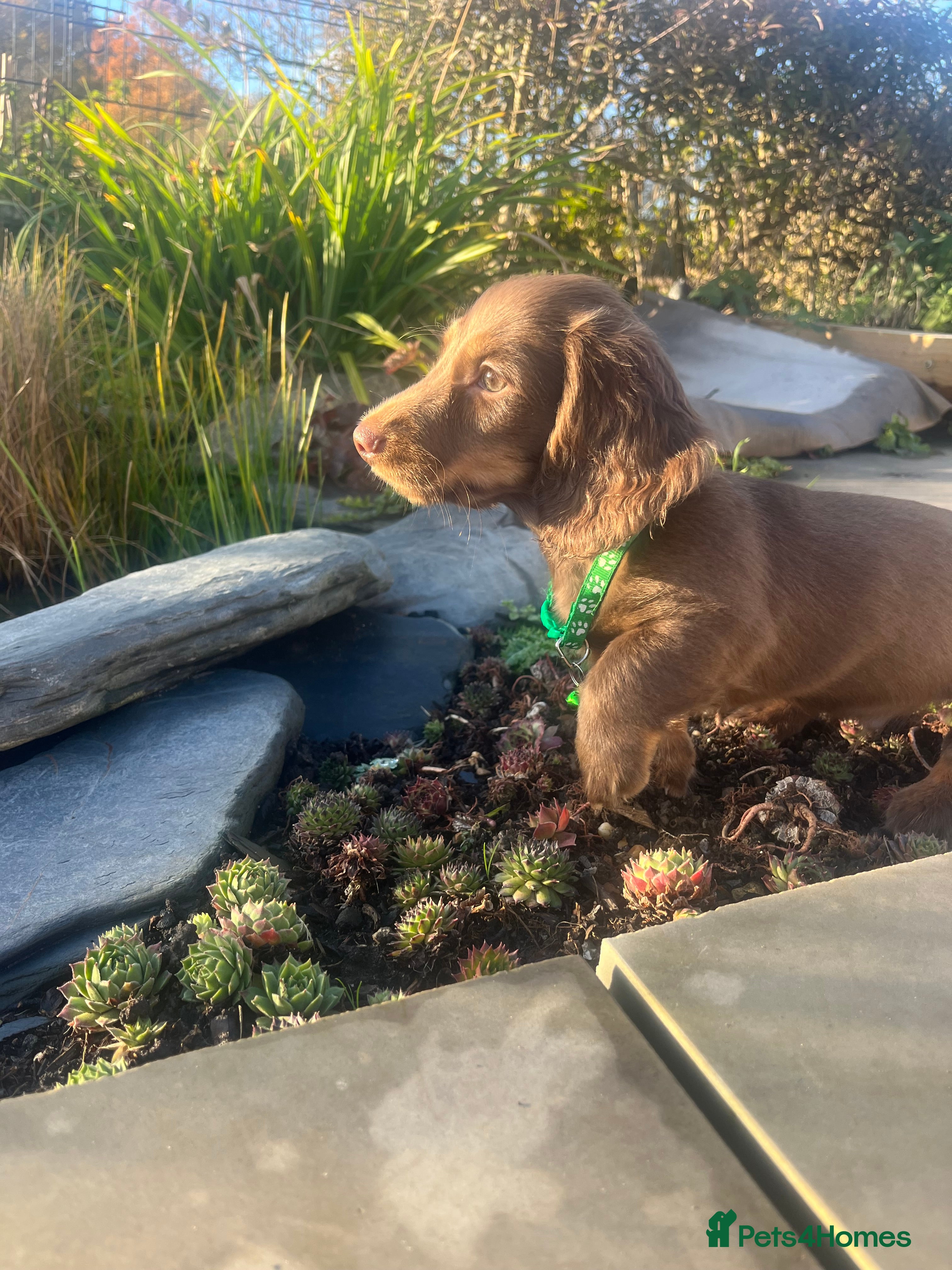 Miniature Dachshund dogs Ready Now Long Haired Miniature Dachshunds  - Advert 5
