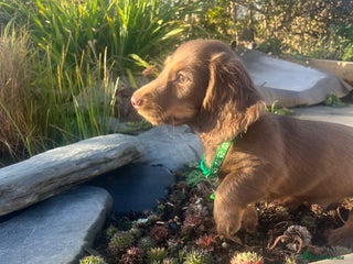 Miniature Dachshund dogs Ready Now Long Haired Miniature Dachshunds - Advert 7