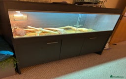 Bearded Dragon reptiles for sale:  Female Bearded dragon and full vivarium set up. - Image 4