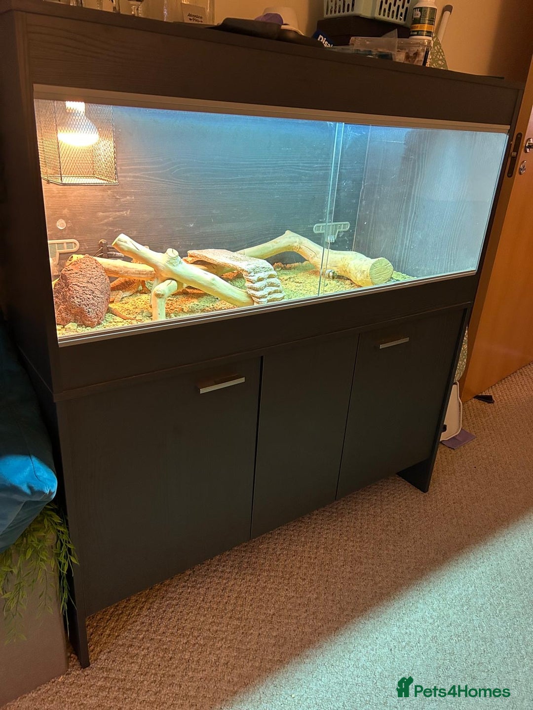 Bearded Dragon reptiles for sale:  Female Bearded dragon and full vivarium set up. - Image 4
