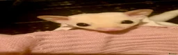Sugar Glider rodents for sale: Baby leucistic sugar gliders ready now  - Advert 3