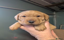 Labrador Retriever dogs for sale: Beautiful Red Labrador Puppies - Advert 2