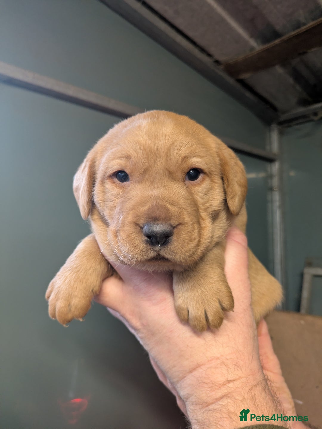 Labrador Retriever dogs for sale: Beautiful Red Labrador Puppies - Advert 2