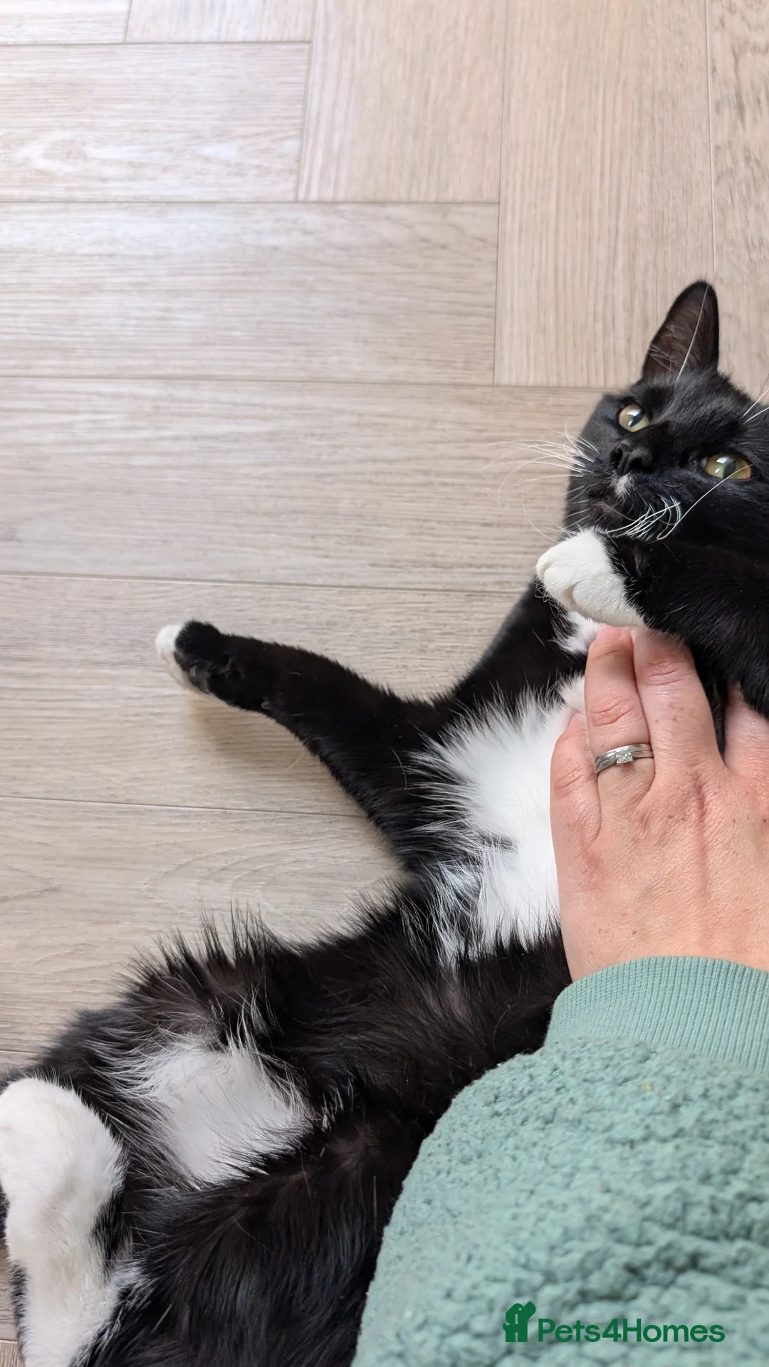 Mixed Breed cats for sale: Mila needs a new home in Thornton Heath - Advert 2