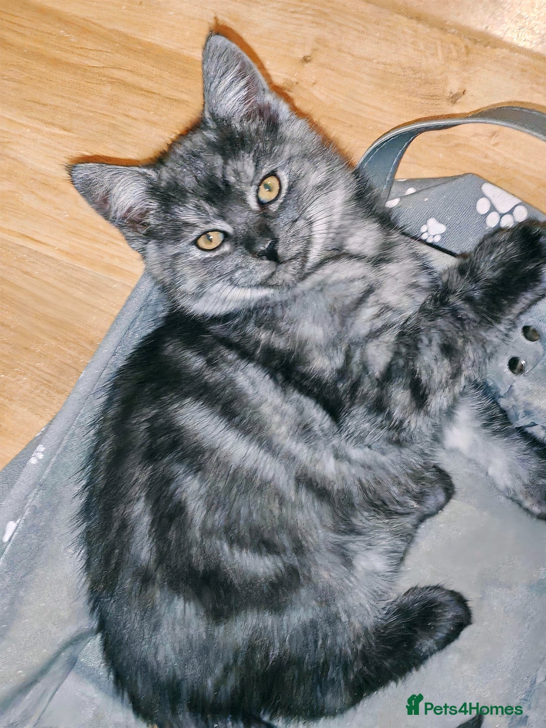 Mixed Breed cats for sale: British Shorthair Mix kittens - Ready Now - Advert 17