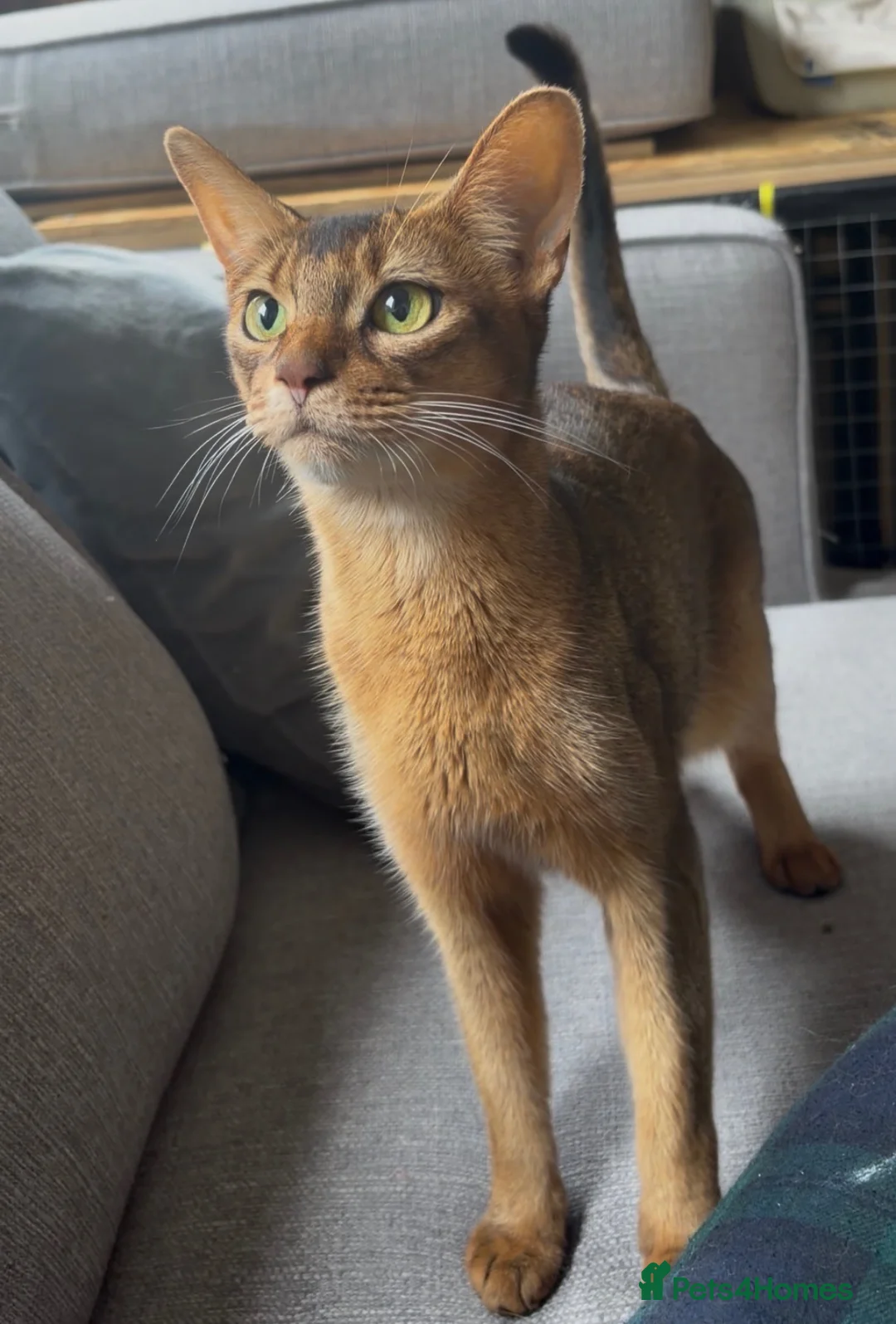 Abyssinian cats for sale: Stunning GCCF Abyssinian kittens - Advert 11