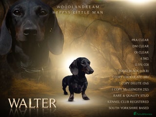 Miniature Dachshund dogs in Rotherham - Advert 14