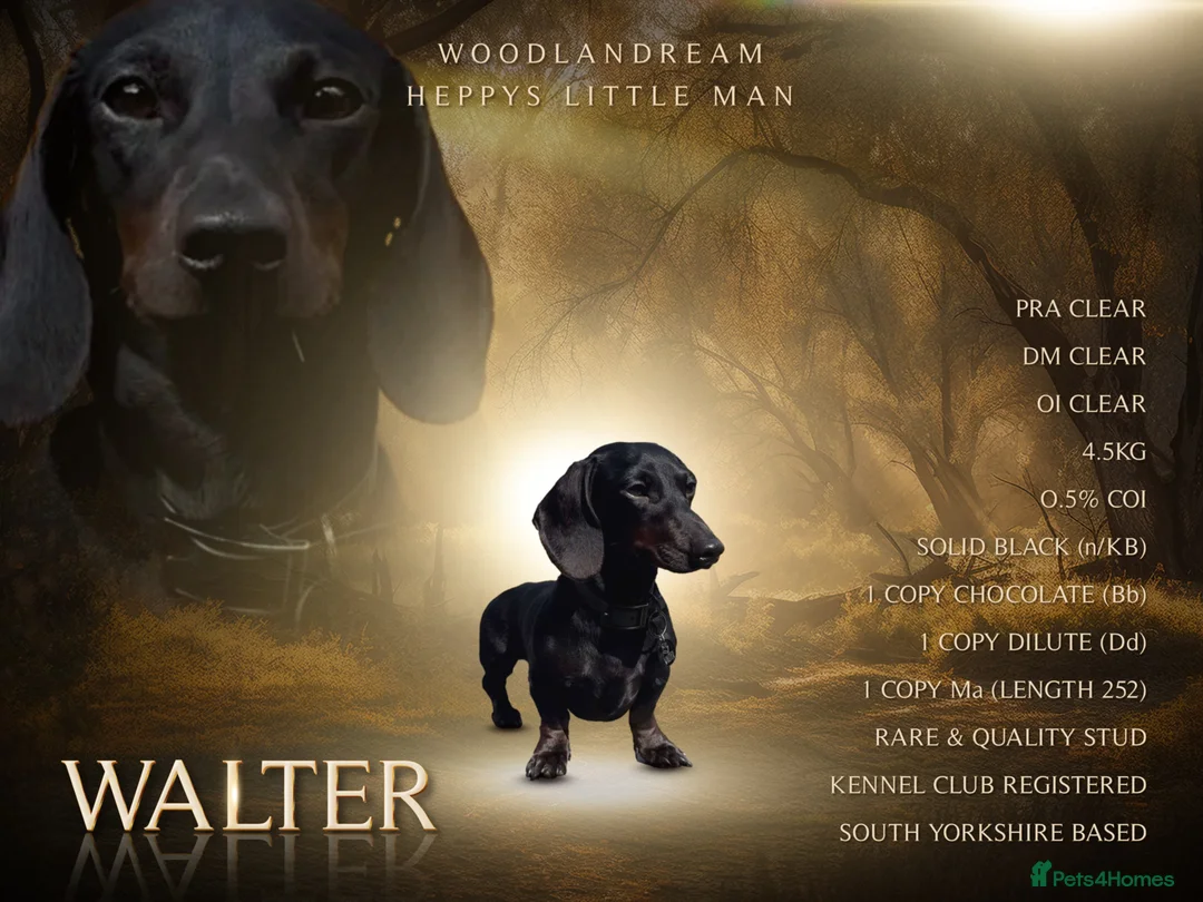 Miniature Dachshund dogs for stud: Rare KC Reg & Health Tested Miniature Dachshund in Rotherham - Advert 1