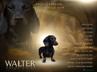 Miniature Dachshund dogs Rare KC Reg & Health Tested Miniature Dachshund in Rotherham - Advert 2