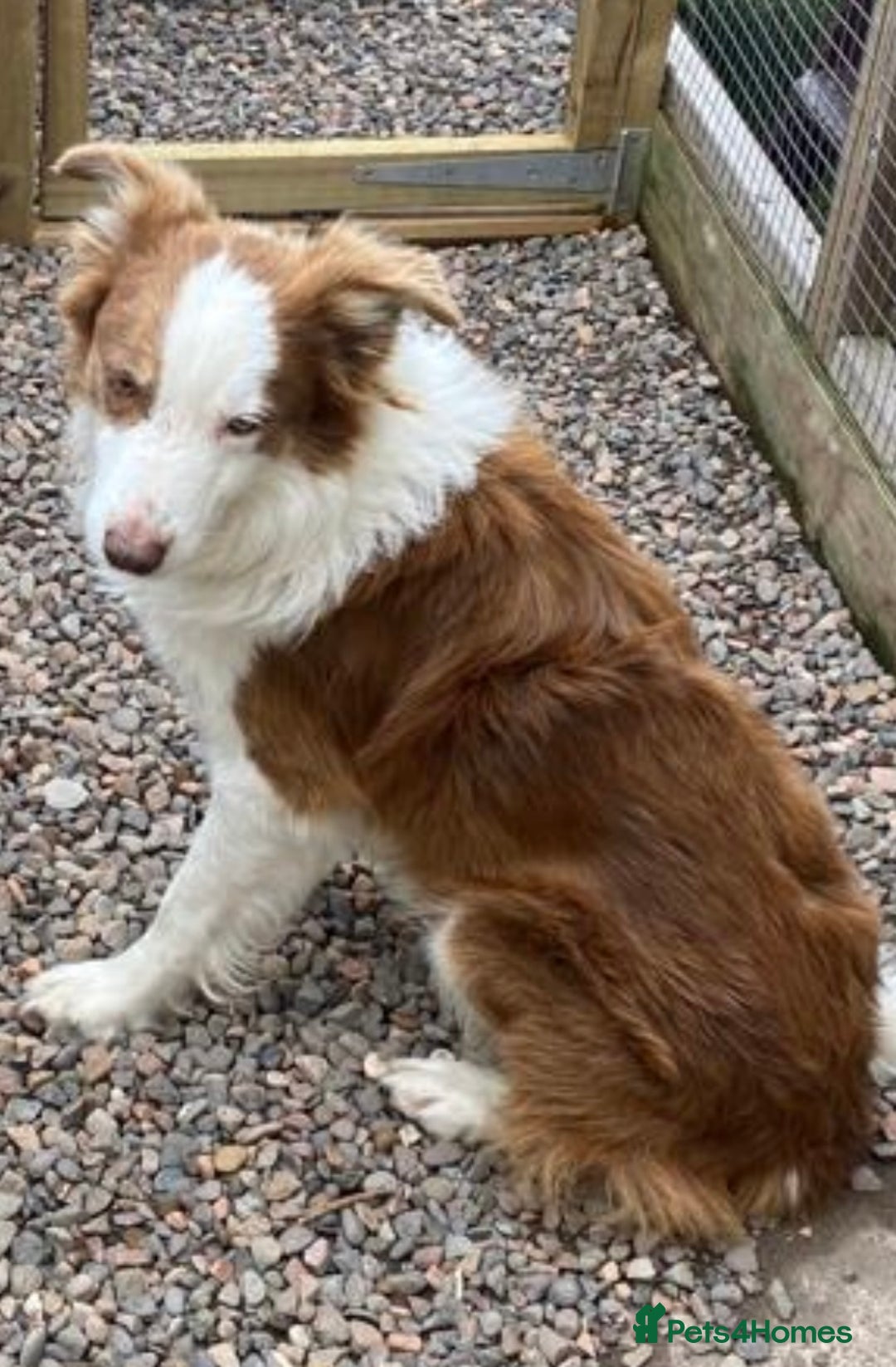 Border Collie dogs for sale: Quality Red, White & Gold Border Collie Pups - Advert 24