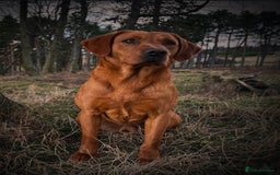 Labrador Retriever dogs for stud: Fully Health Tested KC Fox Red Labrador 🏆🧬 in Aboyne - Image 3