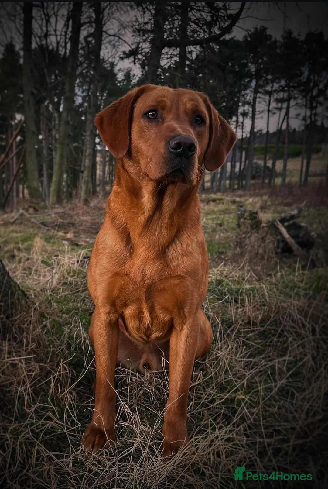 Labrador Retriever dogs for stud: Fully Health Tested KC Fox Red Labrador 🏆🧬 in Aboyne - Advert 3