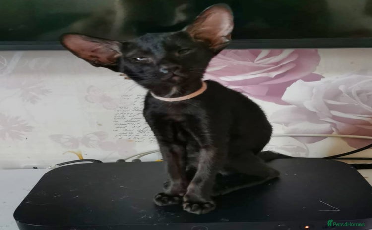 Oriental cats - Advert 3