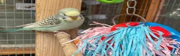 Budgerigars birds for sale: Baby budgies all bred in our aviary  - Advert 1