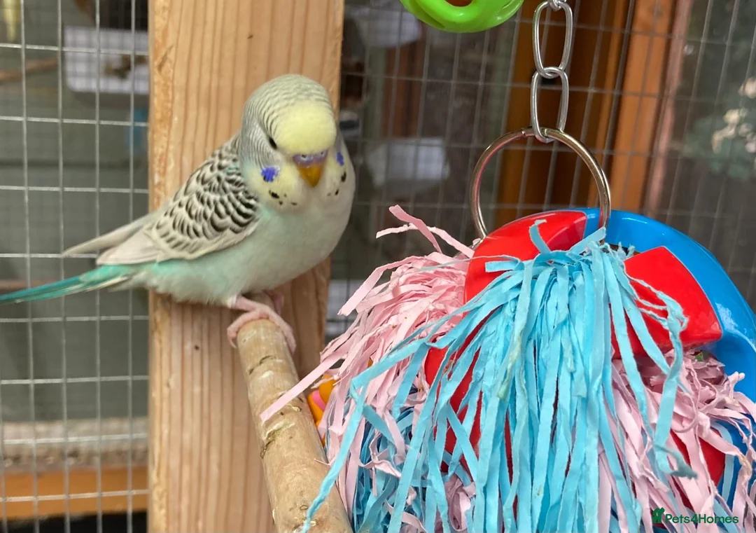 Budgerigars birds for sale: Baby budgies all bred in our aviary  - Advert 1