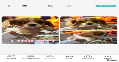 Cavalier King Charles Spaniel dogs - Advert 2