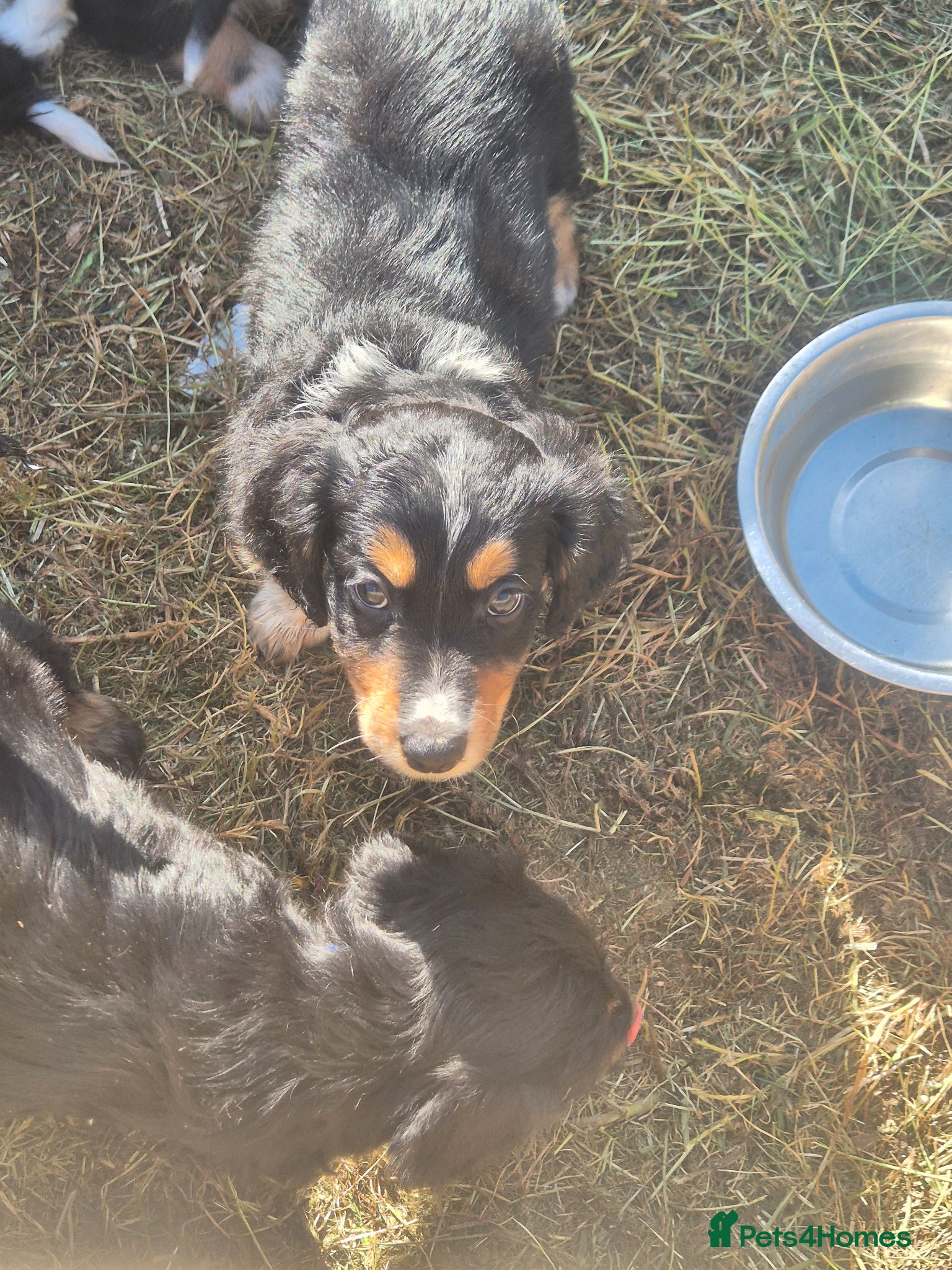 Mixed Breed dogs Borderpoo puppies - Advert 2