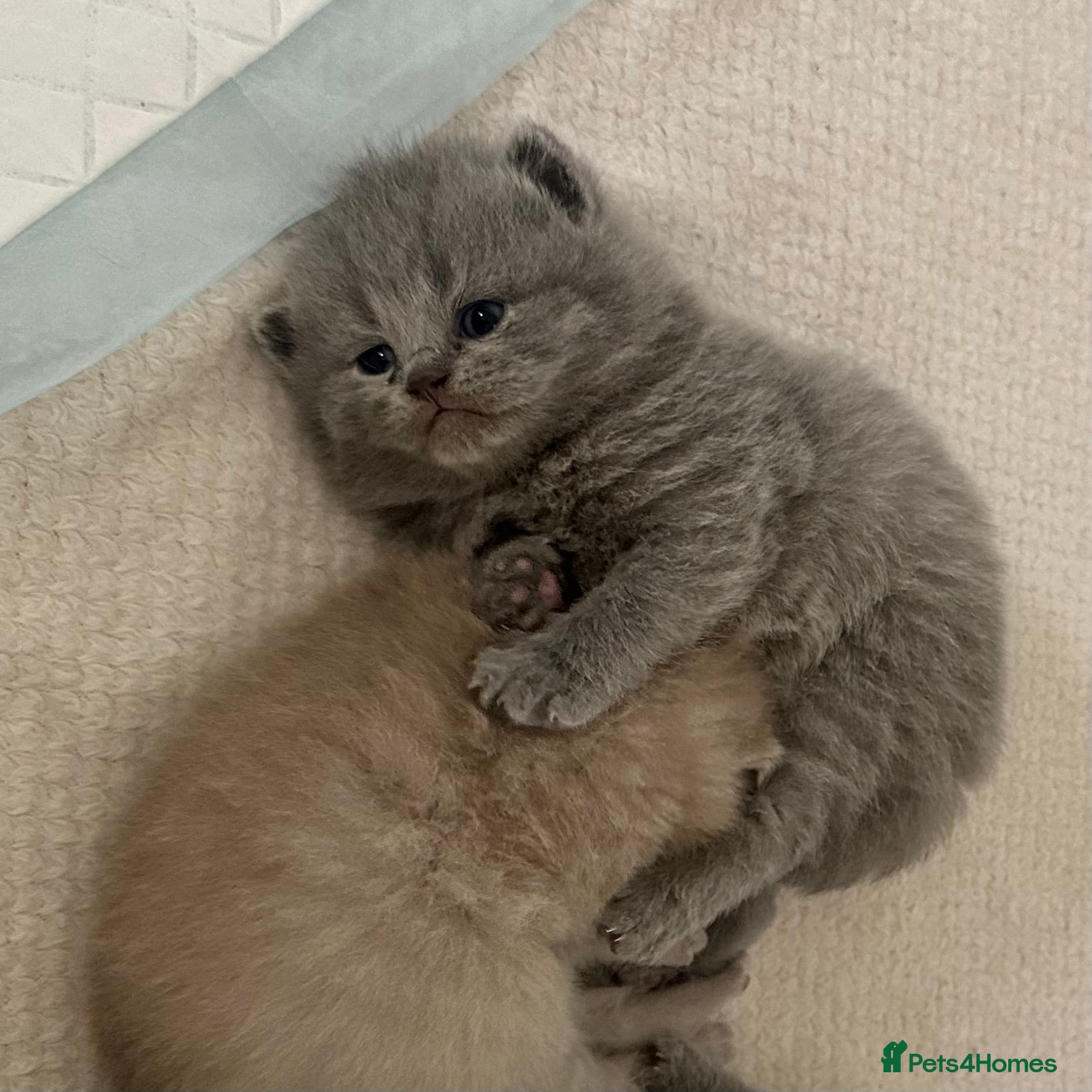 British Shorthair cats Pedigree British Shorthair Kittens  - Advert 5