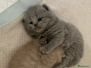 British Shorthair cats Pedigree British Shorthair Kittens - Advert 2